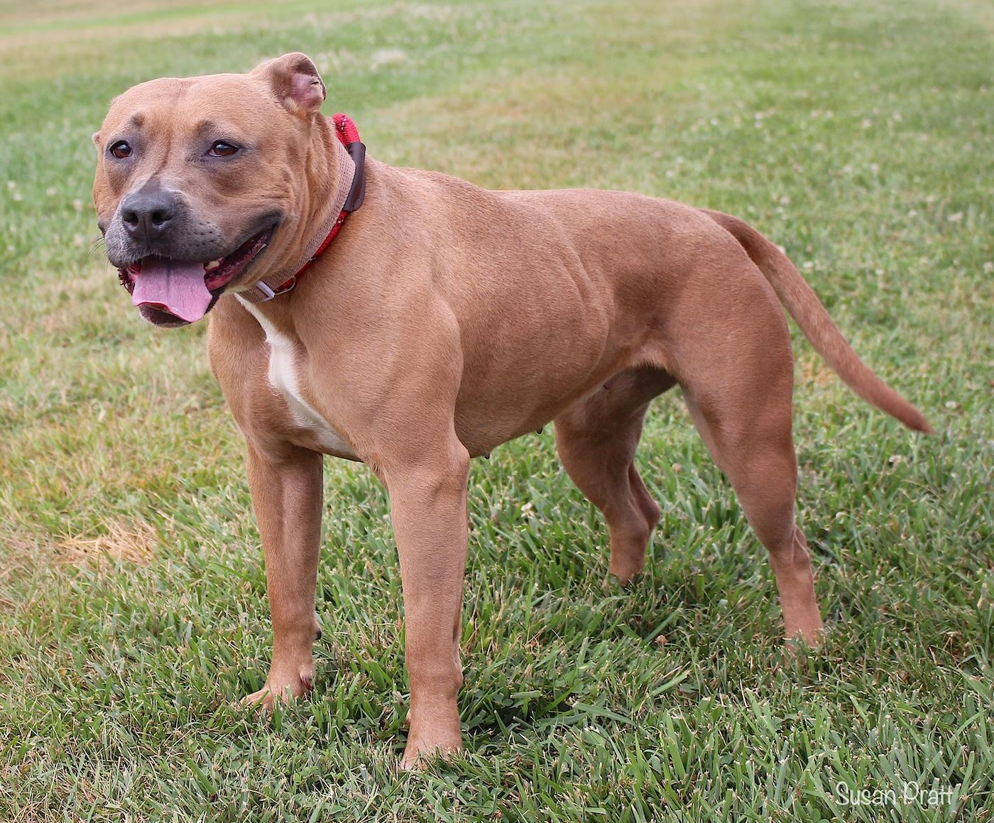 Enlarge Dolly, a ADOPTABLE mixed breed in Bedford, VA image 2/3