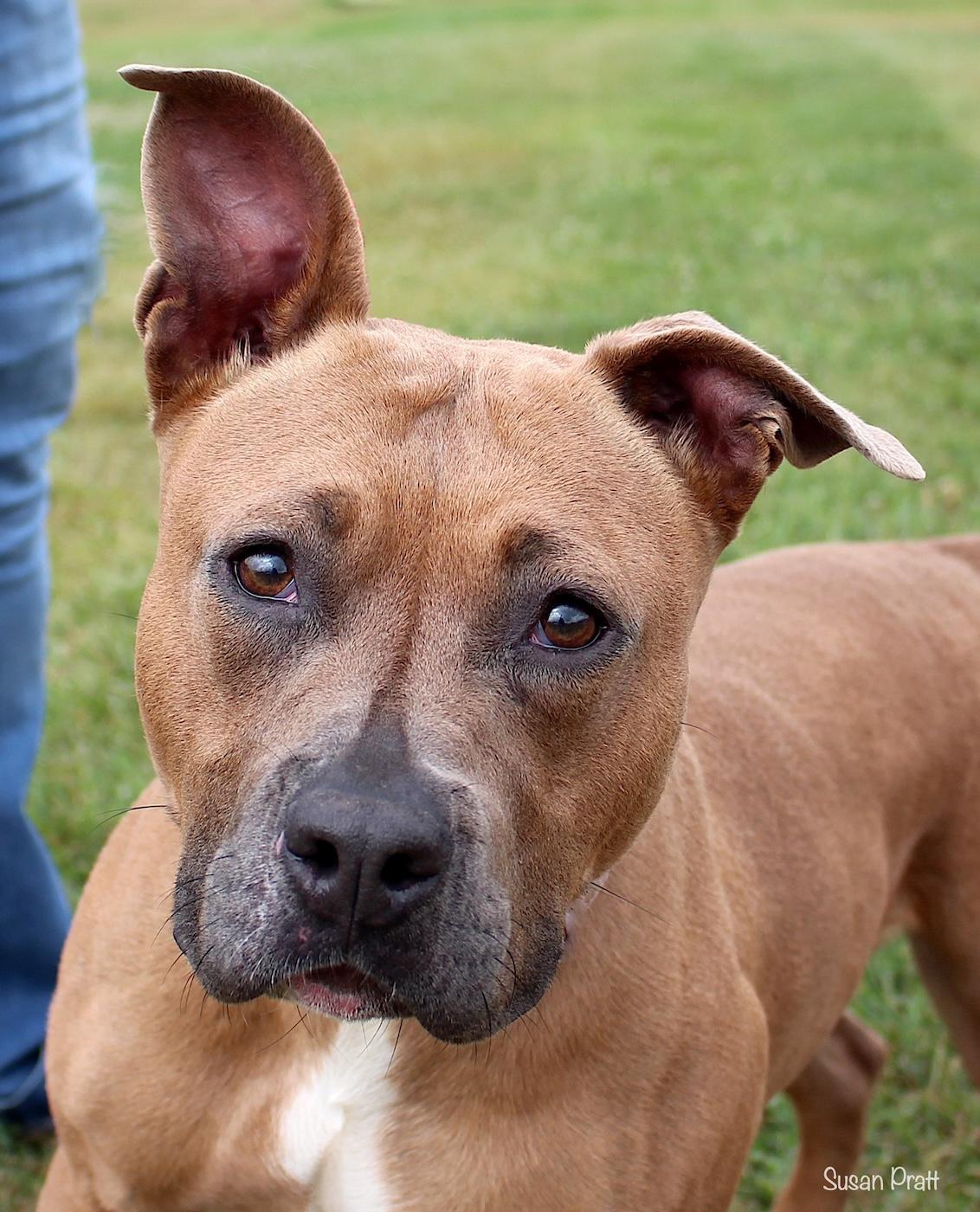 Enlarge Dolly, a ADOPTABLE mixed breed in Bedford, VA image 1/3