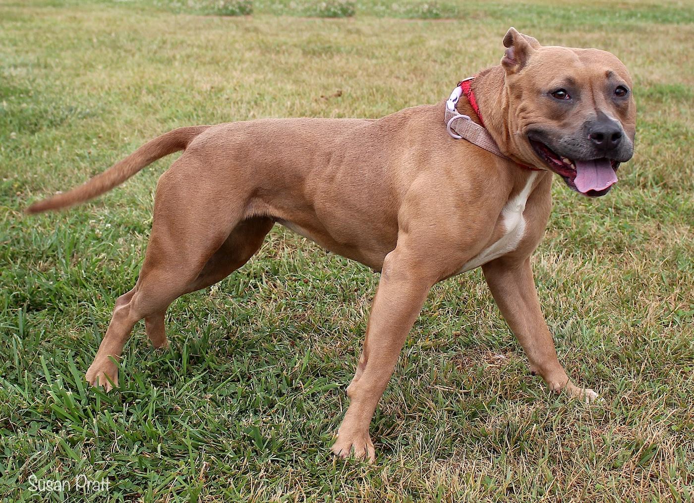 Enlarge Dolly, a ADOPTABLE mixed breed in Bedford, VA image 3/3