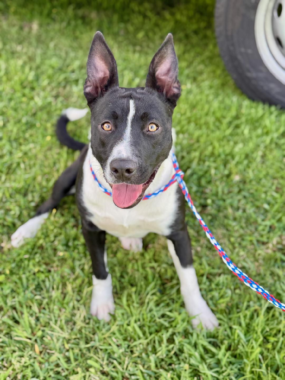 Enlarge Sally, a Adoptable mixed breed in Hollister, CA image 1/1