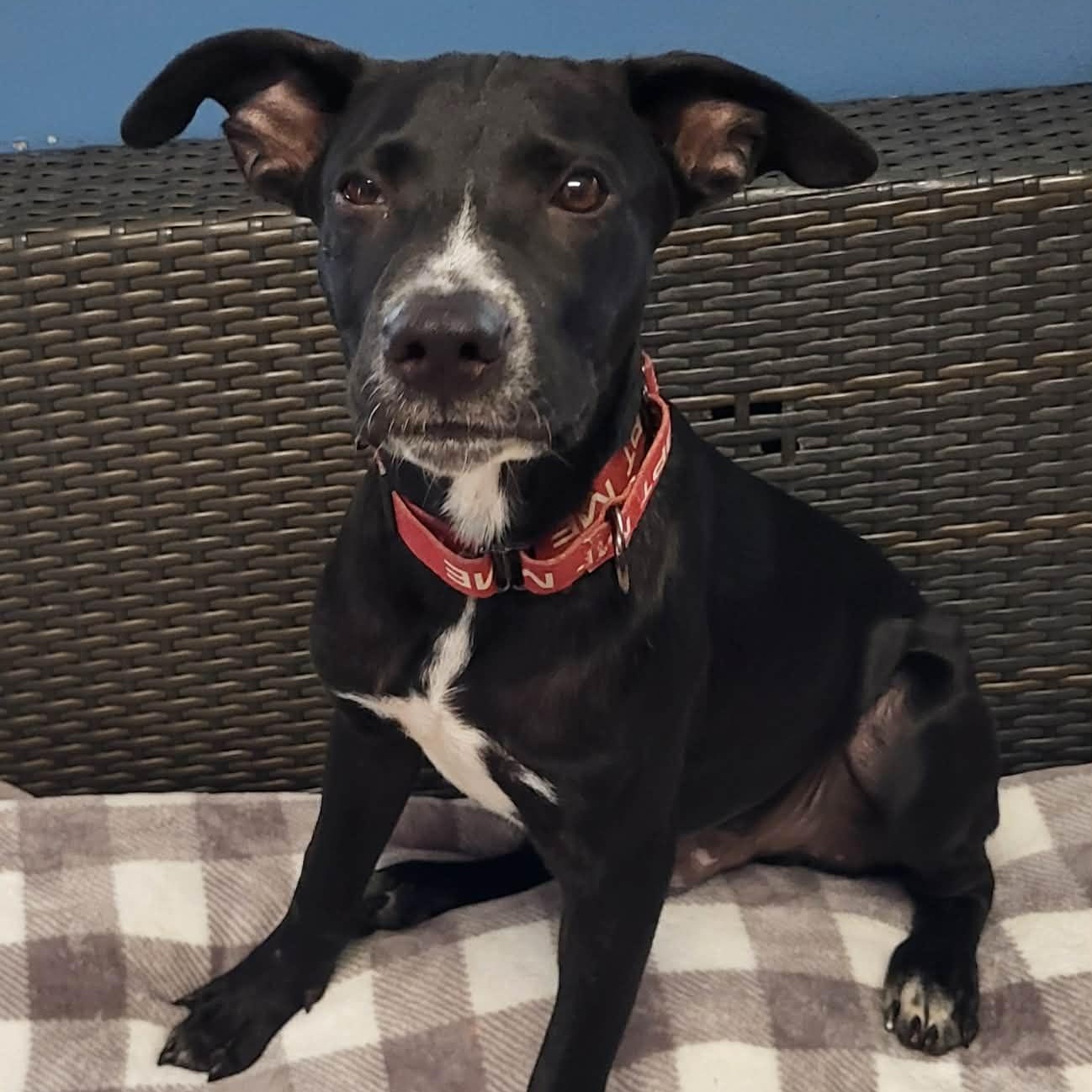 Enlarge Benito, an adopted mixed breed in Sunderland, MD image 4/4