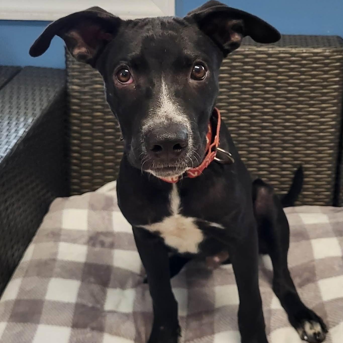 Benito, adopted, Young Male Terrier.