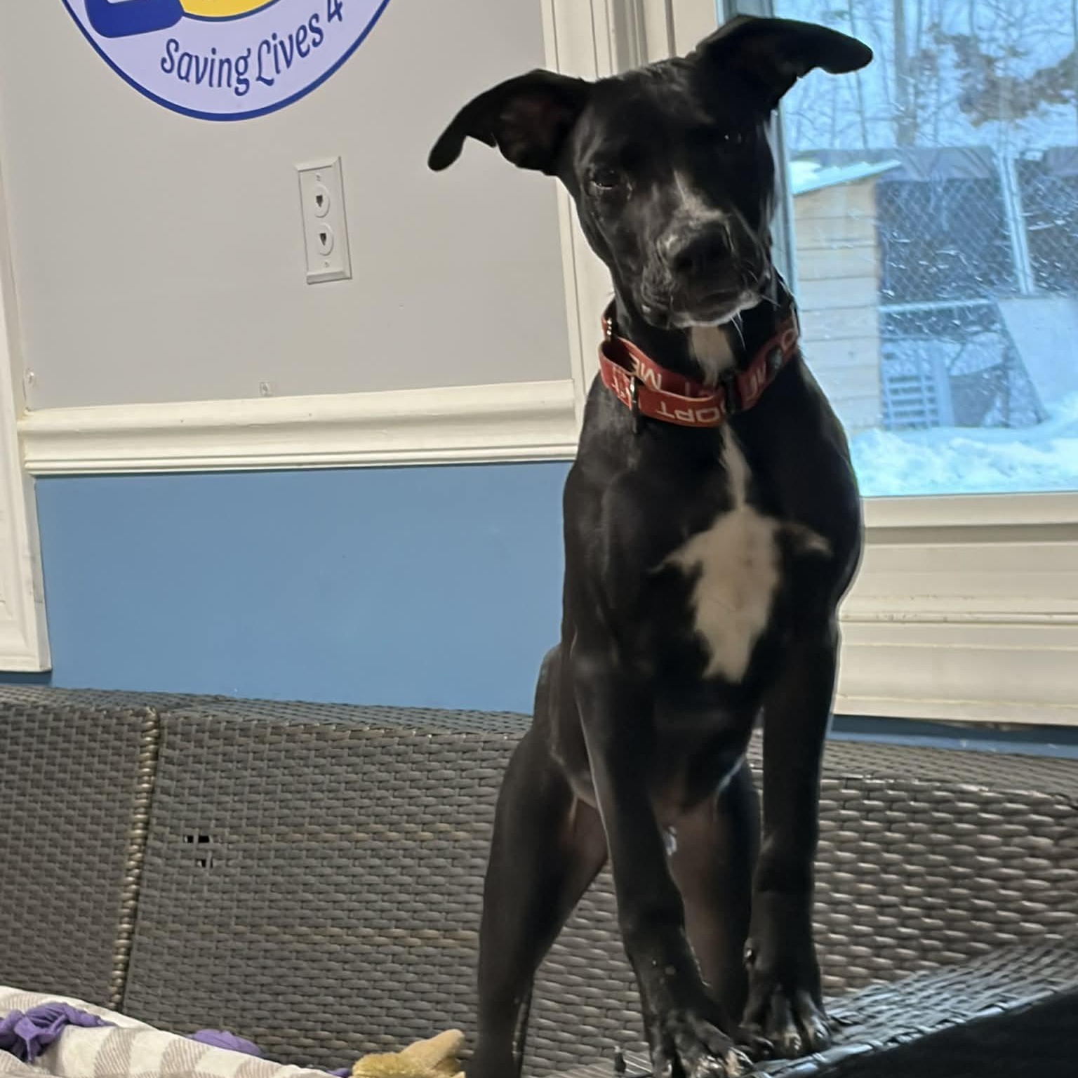 Enlarge Benito, an adopted mixed breed in Sunderland, MD image 2/4