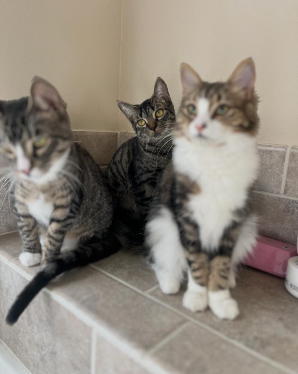 Malbec, Adoptable, Young Female Domestic Long Hair.