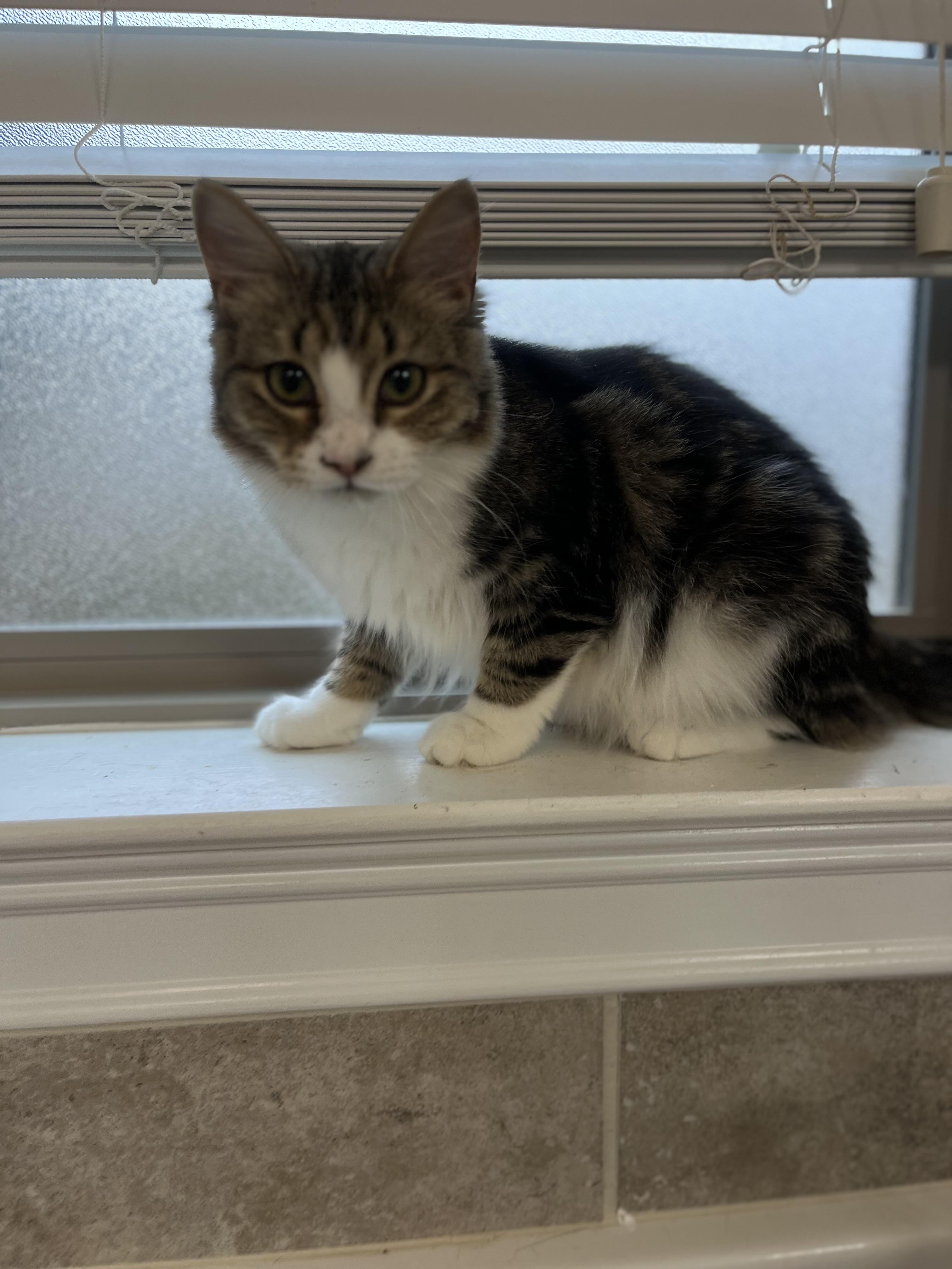 Enlarge Malbec, a Adoptable Domestic Long Hair in Woodstock, GA image 2/4