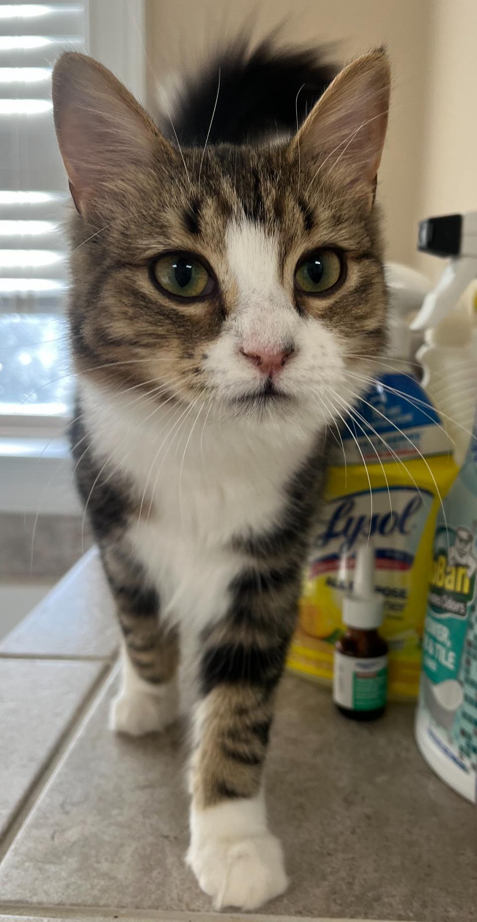 Enlarge Malbec, a Adoptable Domestic Long Hair in Woodstock, GA image 3/4