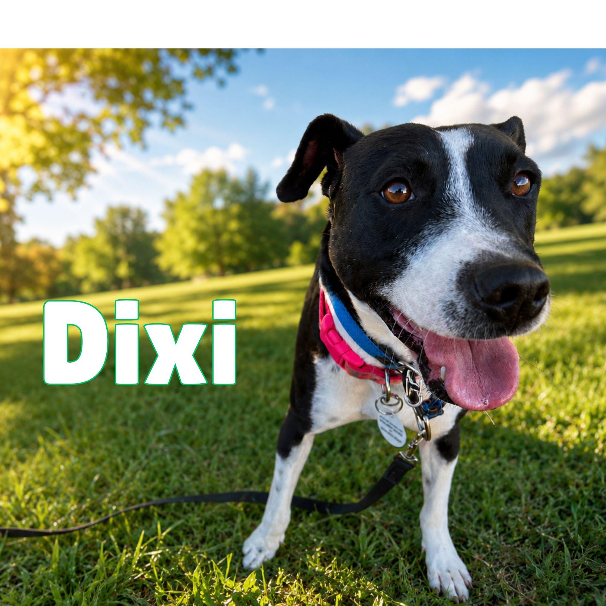 Dixi, Adoptable, Adult Female Mixed Breed & Labrador Retriever.