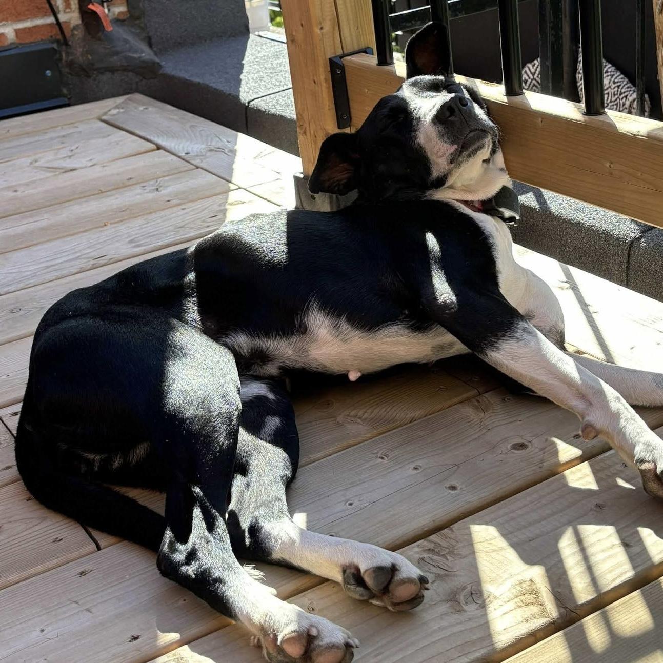 Dixi, a Adoptable mixed breed in Milton, ON image 4/6
