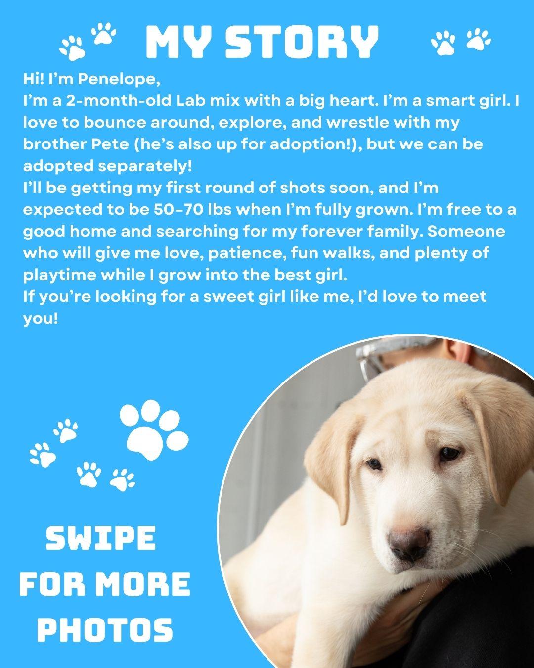 Enlarge Penelope , a ADOPTABLE Labrador Retriever in La Mirada, CA image 3/3