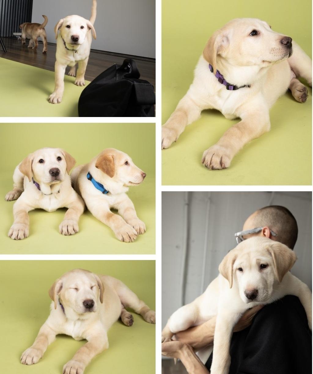 Enlarge Penelope , a ADOPTABLE Labrador Retriever in La Mirada, CA image 2/3