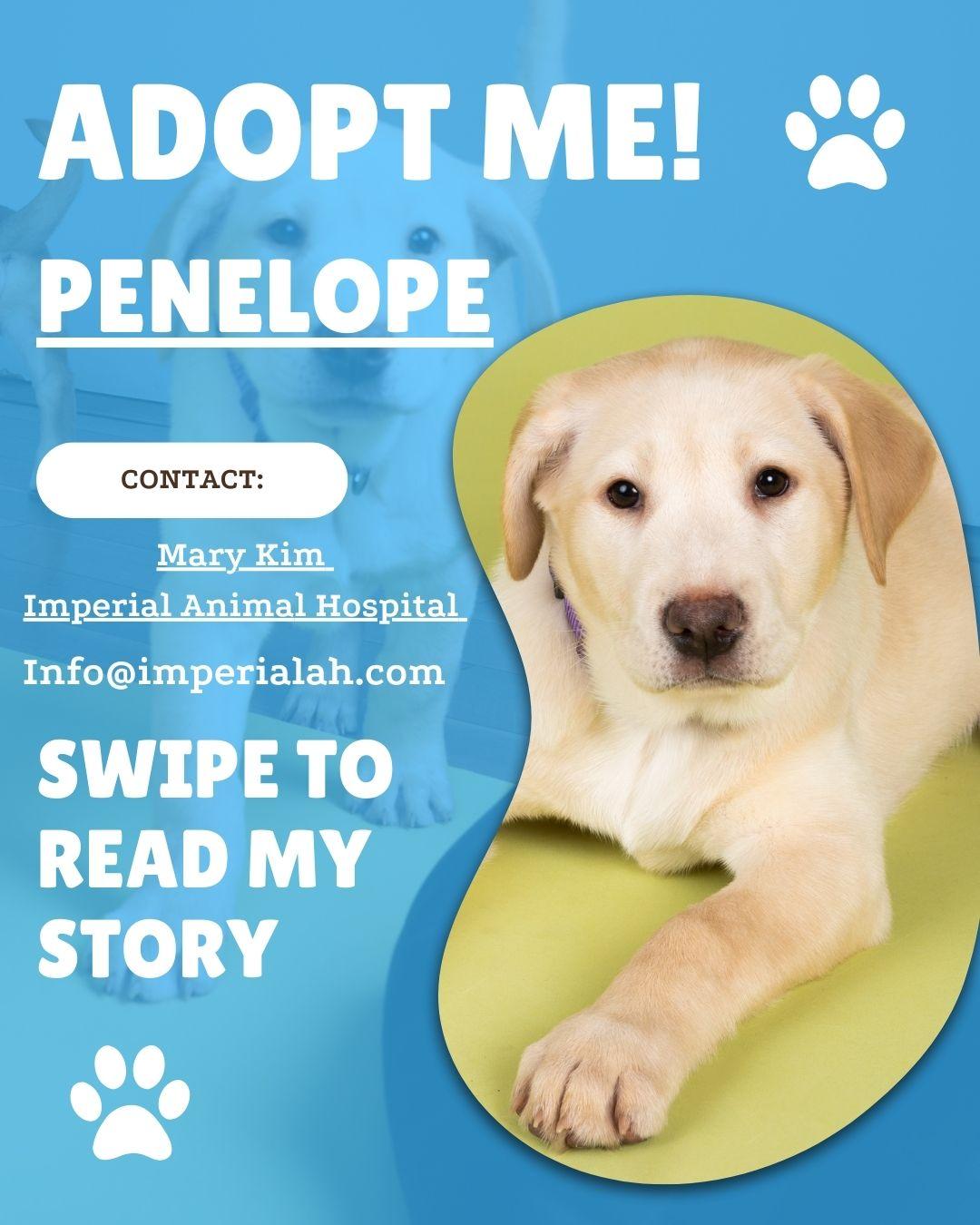 Penelope , ADOPTABLE, Puppy Female Labrador Retriever.