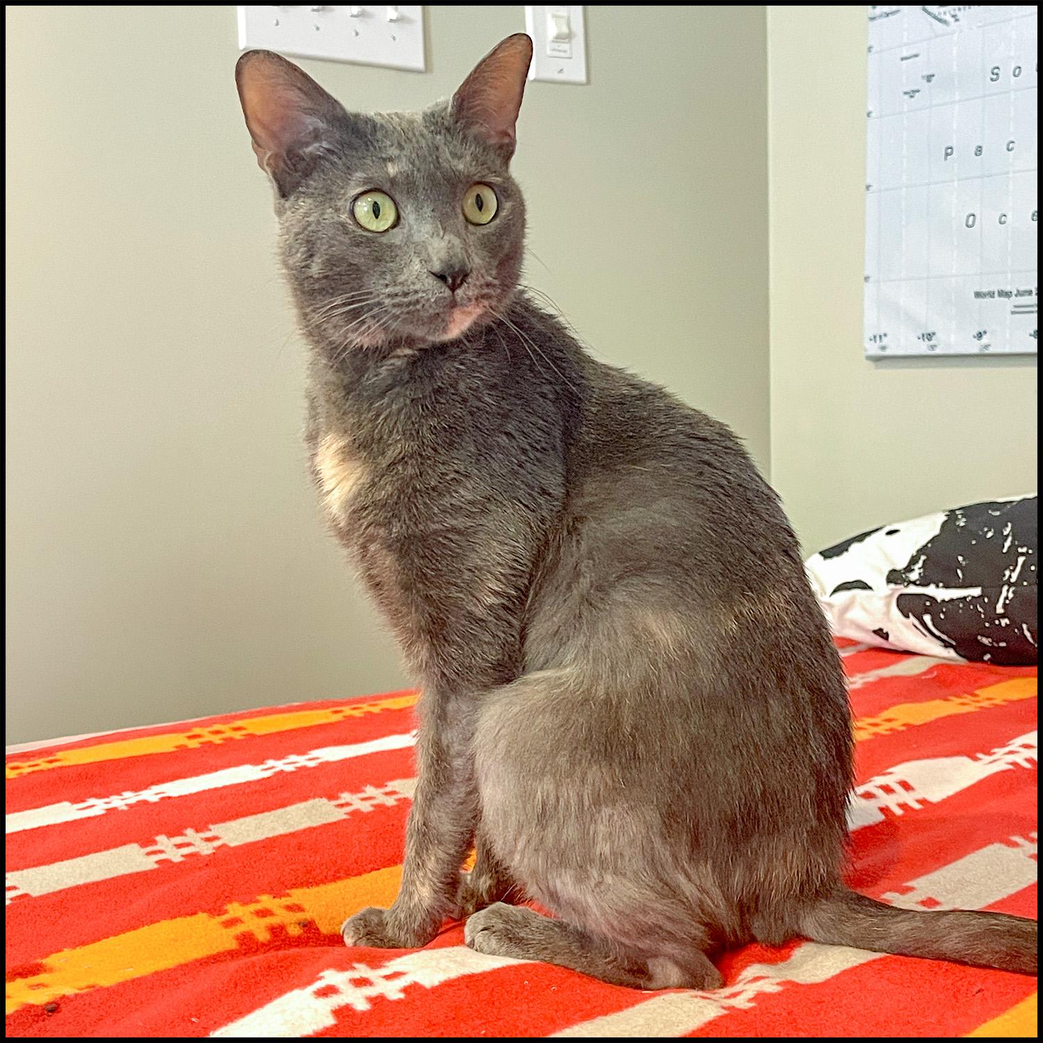 Enlarge Coco, a ADOPTABLE mixed breed in Roswell, GA image 3/4