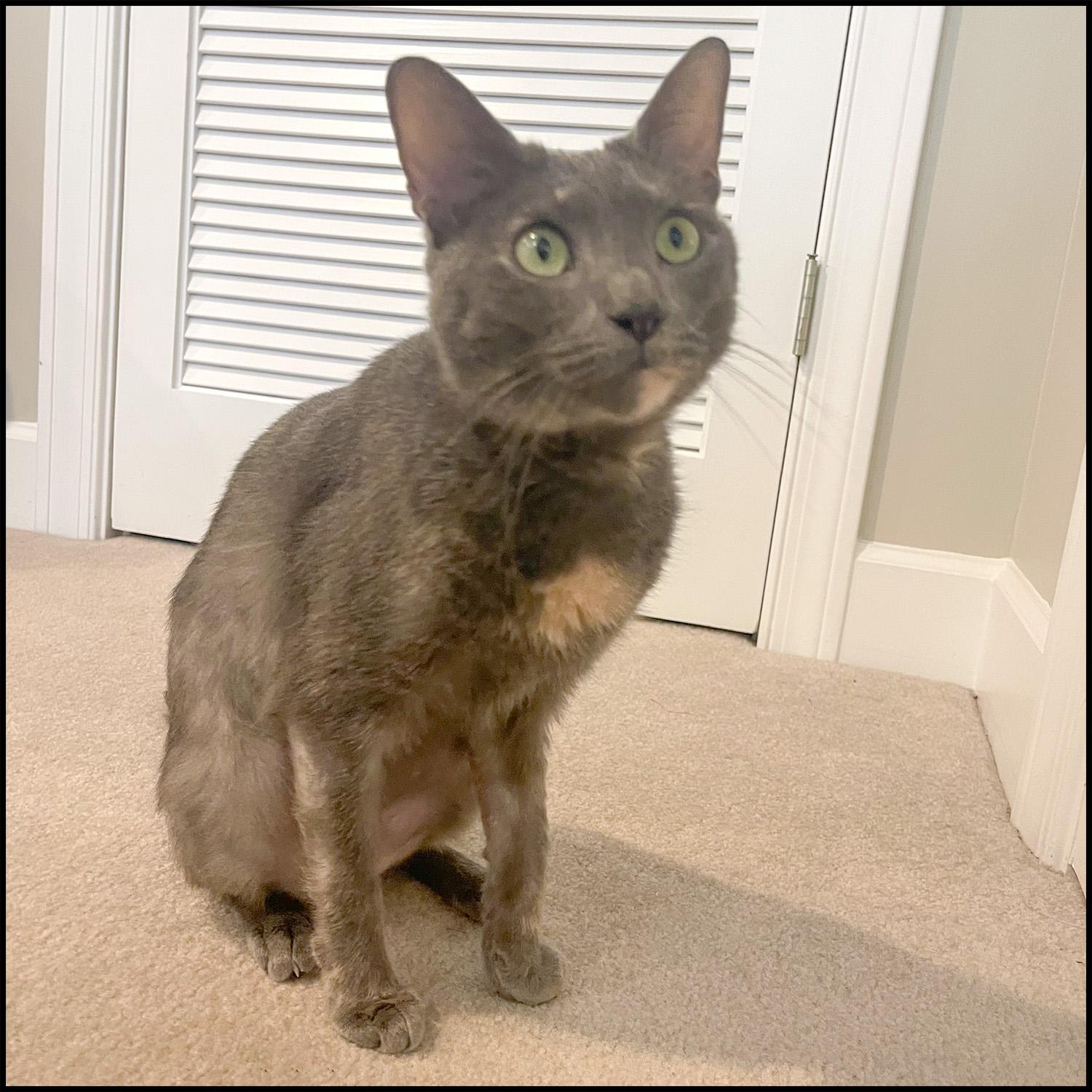 Enlarge Coco, a ADOPTABLE mixed breed in Roswell, GA image 4/4