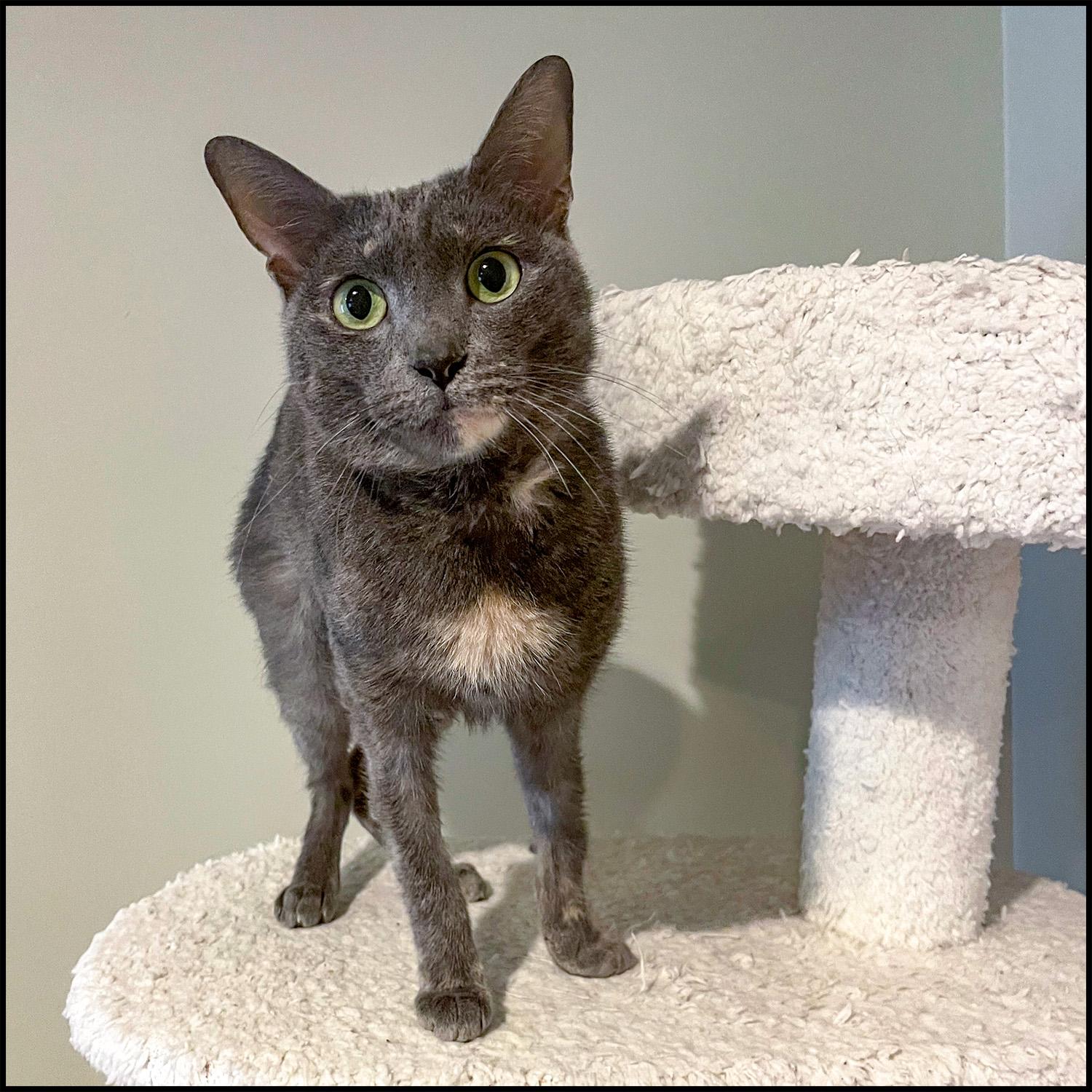 Enlarge Coco, a ADOPTABLE mixed breed in Roswell, GA image 2/4