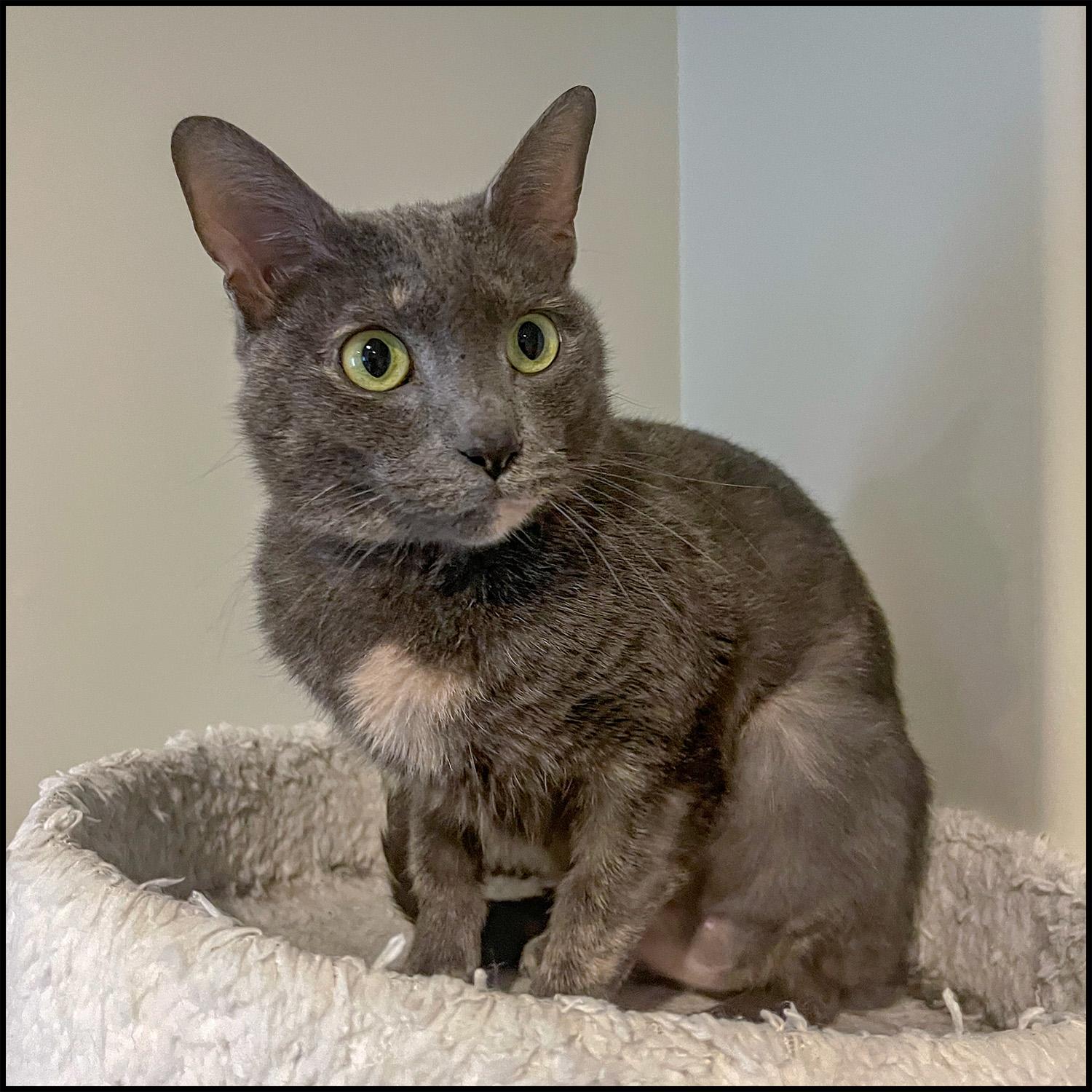 Coco, ADOPTABLE, Adult Female Domestic Short Hair & Dilute Tortoiseshell.