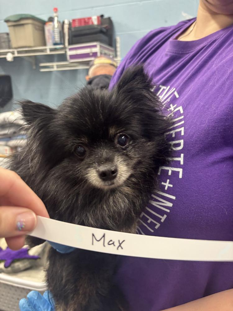 Enlarge Max, a Adopted Pomeranian in Evansville, IN image 1/1