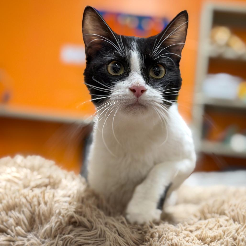 Butter, a Adoptable Domestic Short Hair in Gainesville, GA image 1/2