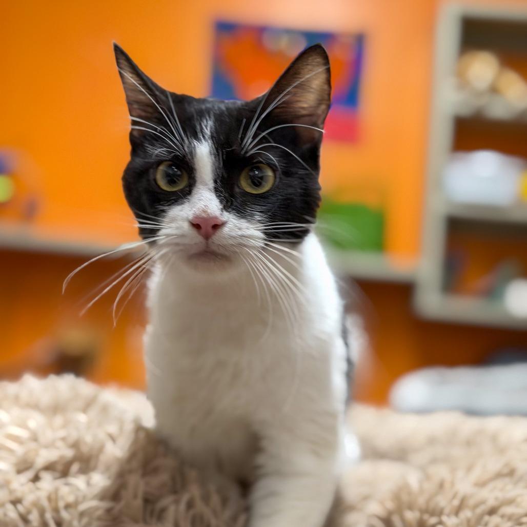 Butter, a Adoptable Domestic Short Hair in Gainesville, GA image 2/2