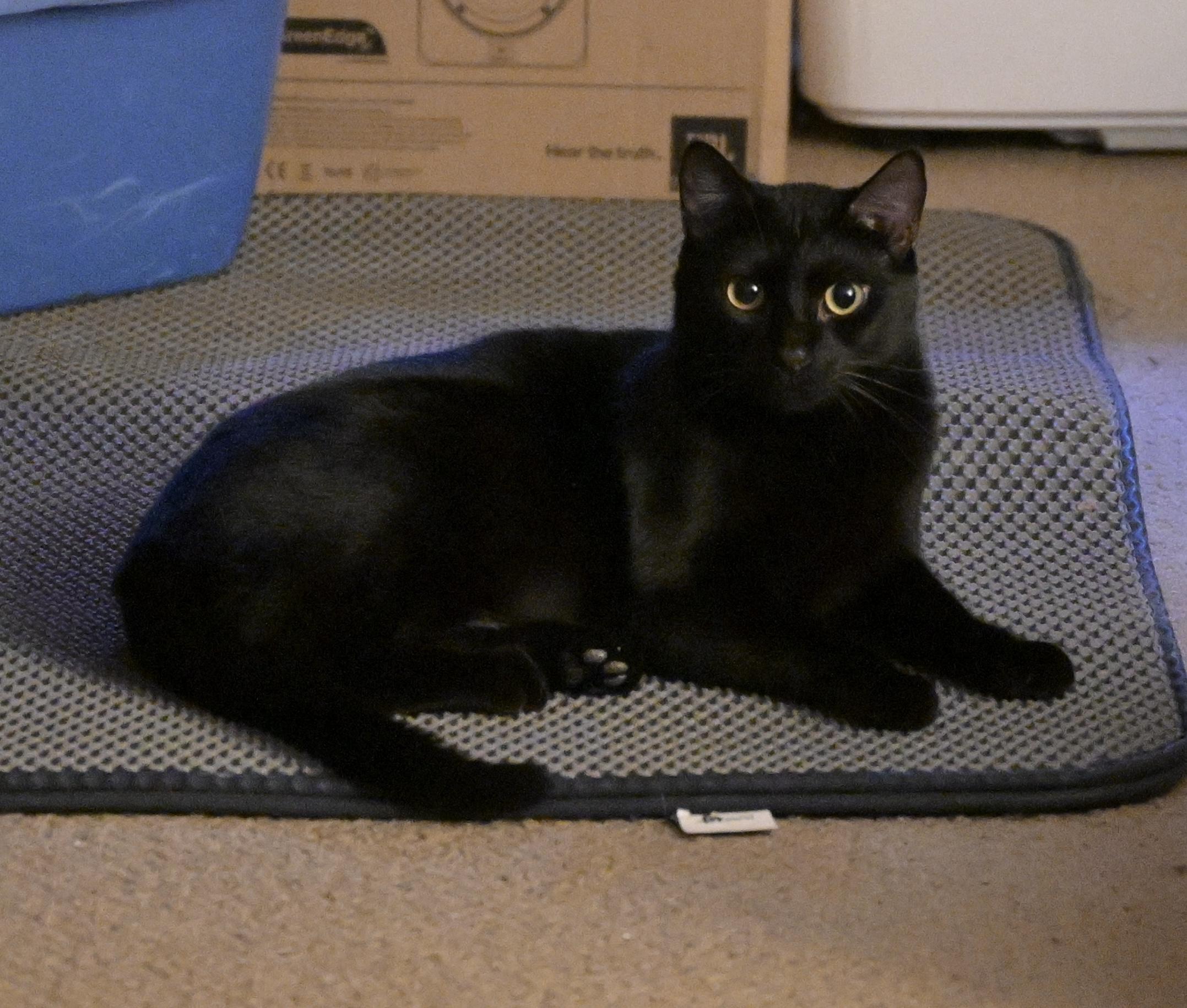 Tarzan, a Adoptable Domestic Short Hair in Closter, NJ image 1/5
