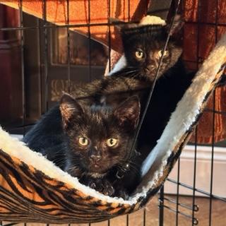 Tarzan & Tinker