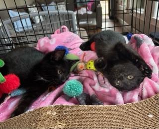 Tarzan, a Adoptable Domestic Short Hair in Closter, NJ image 4/4