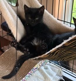 Tarzan, a Adoptable Domestic Short Hair in Closter, NJ image 1/4