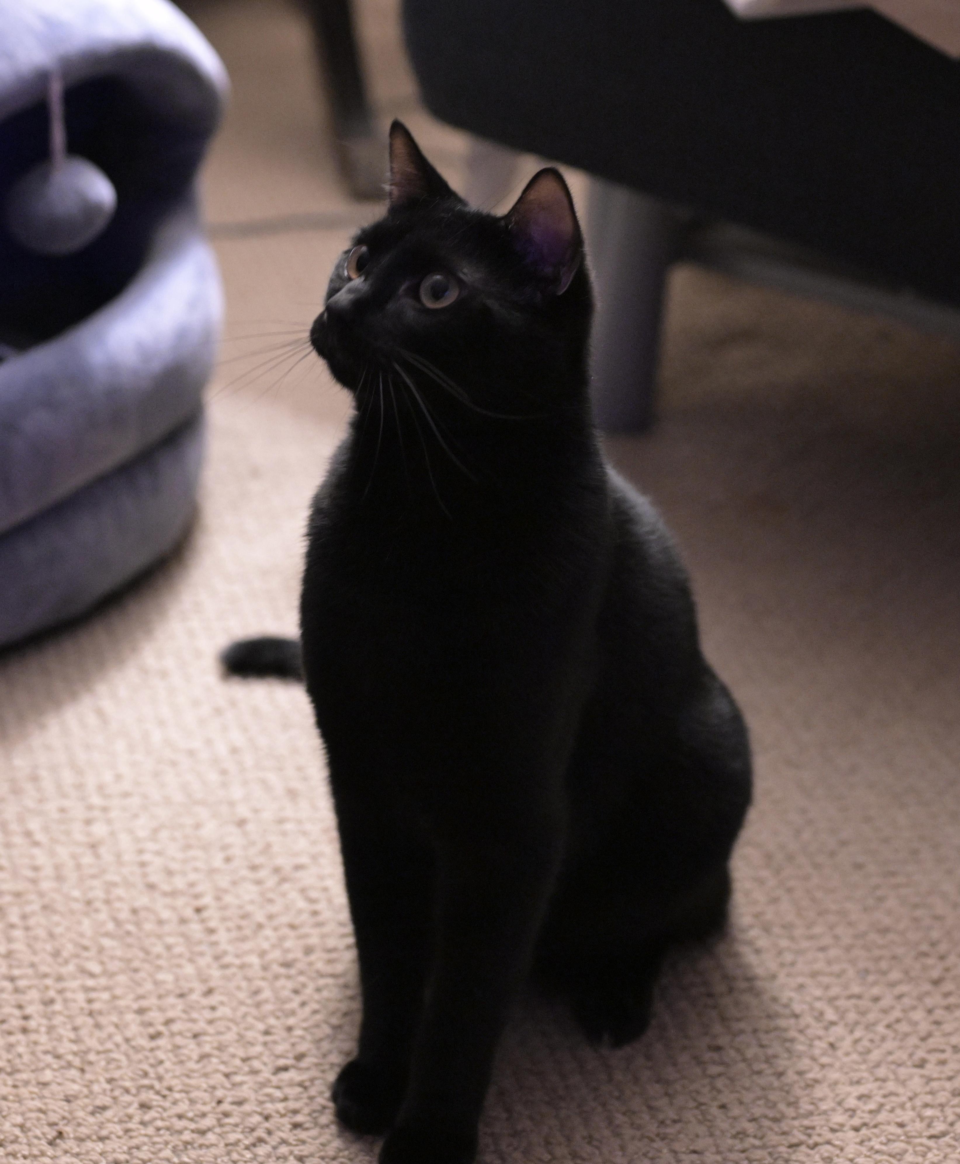 Tarzan, a Adoptable Domestic Short Hair in Closter, NJ image 5/5