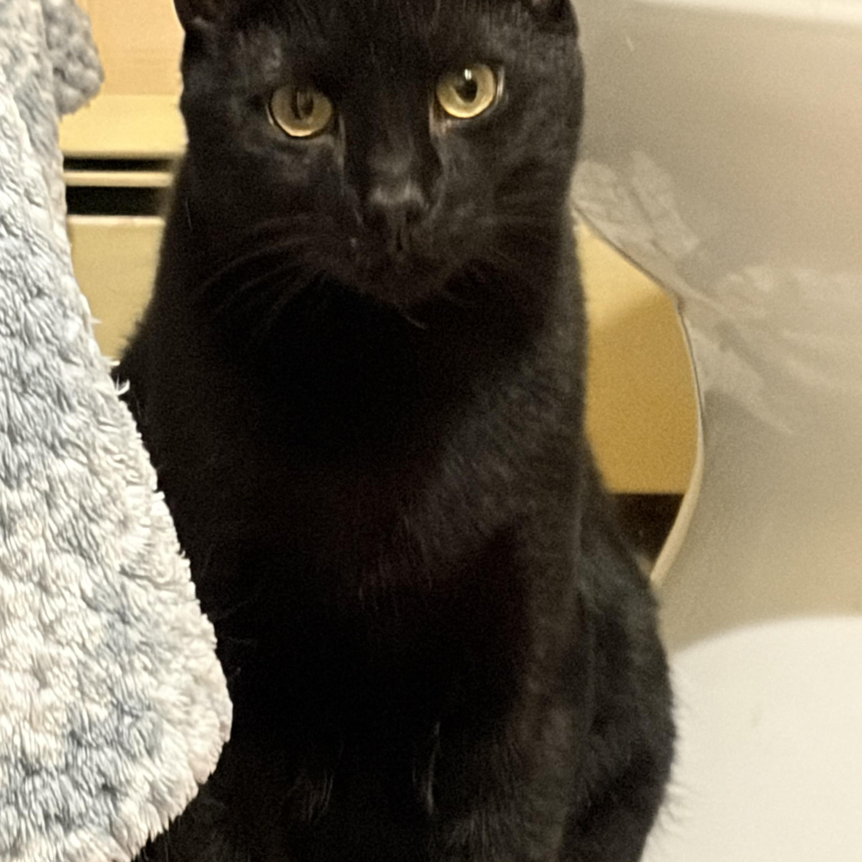 Enlarge Tarzan, a Adoptable Domestic Short Hair in Closter, NJ image 1/3