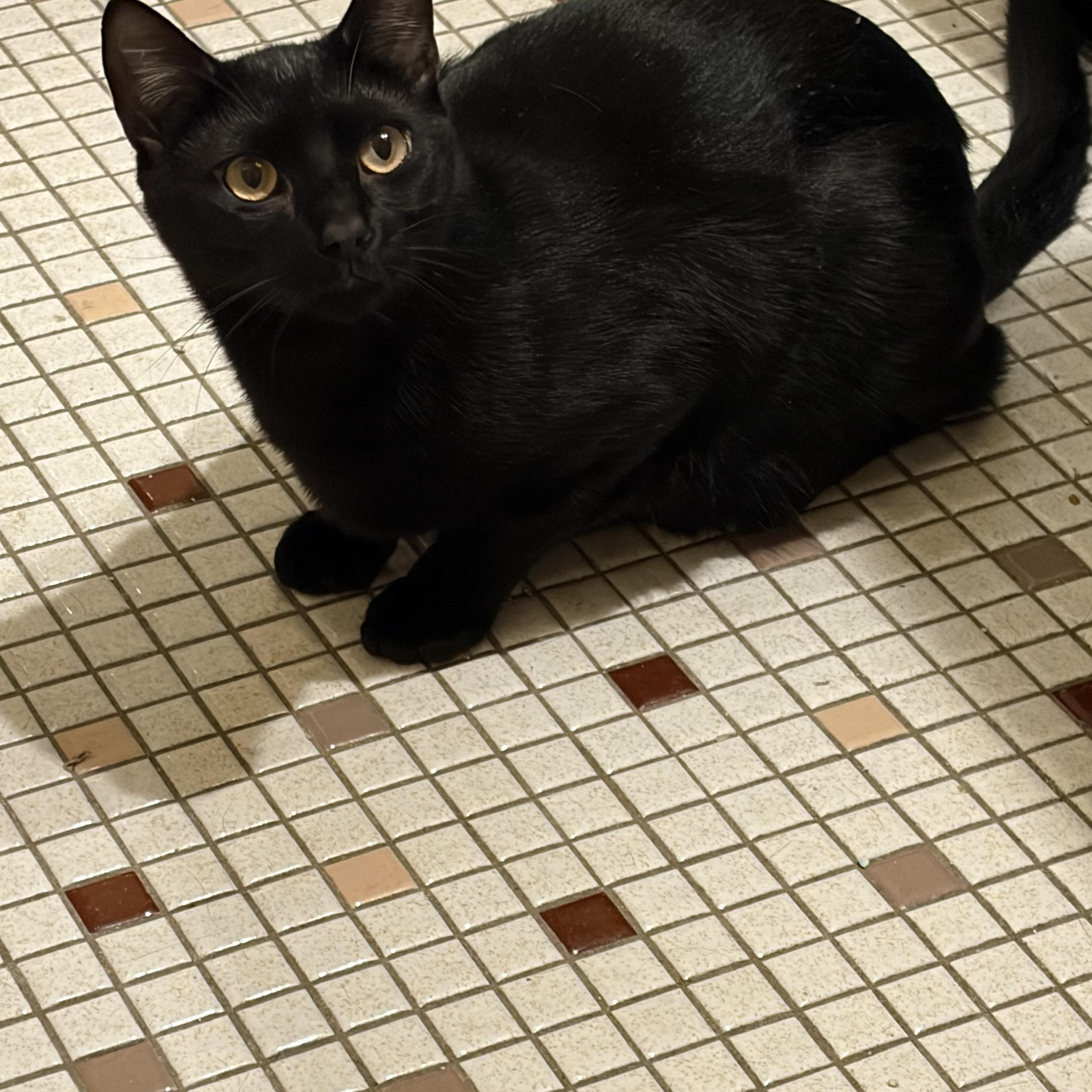 Enlarge Tarzan, a Adoptable Domestic Short Hair in Closter, NJ image 3/3