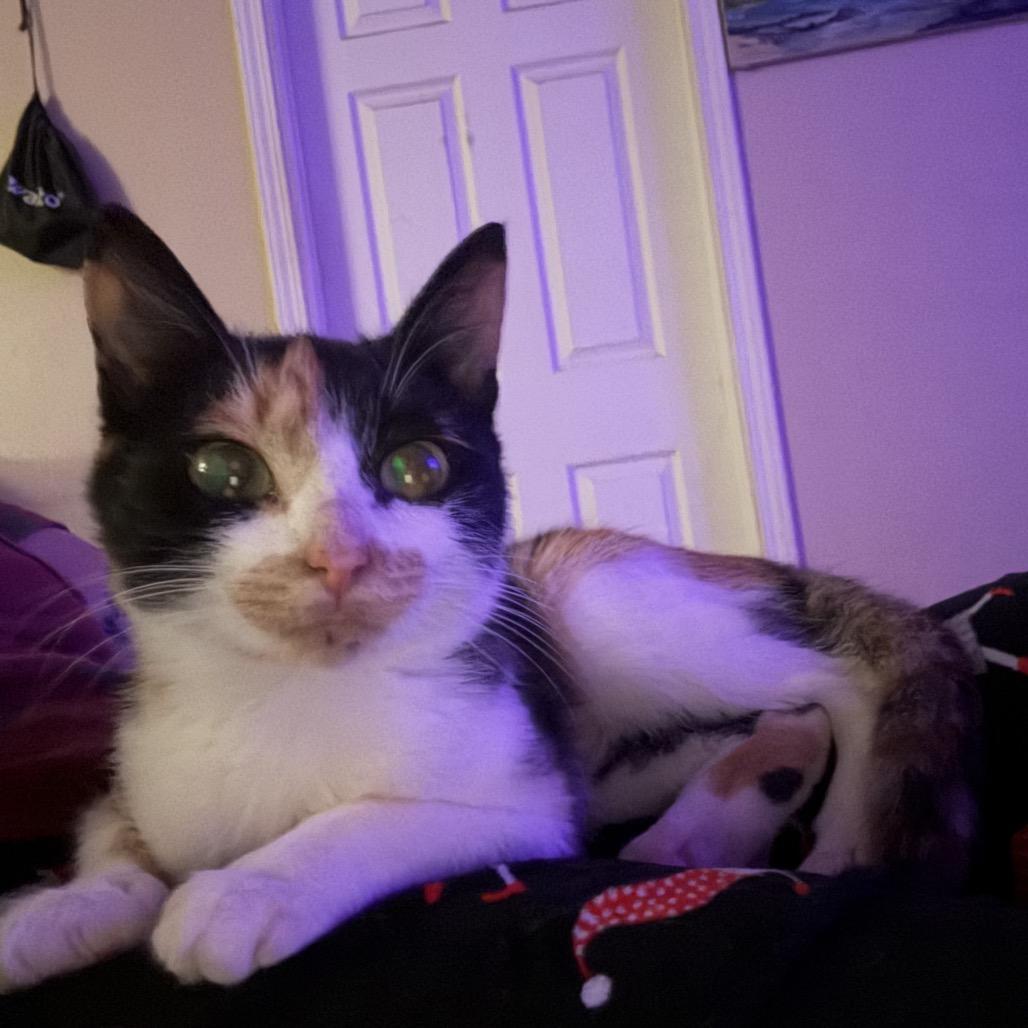 Cali, Adoptable, Young Female Domestic Short Hair.