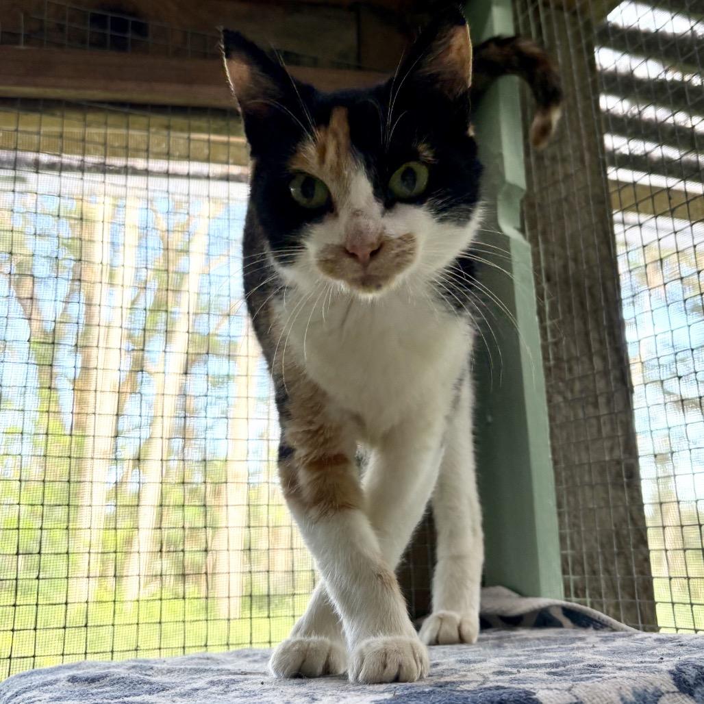 Cali, a Adoptable Domestic Short Hair in Pahoa, HI image 1/3