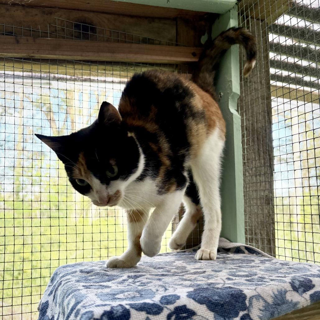 Cali, a Adoptable Domestic Short Hair in Pahoa, HI image 2/3