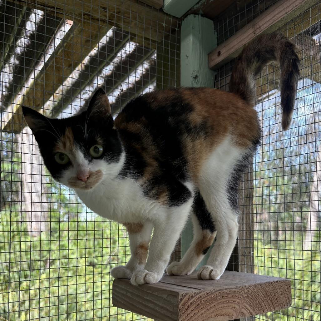 Cali, a Adoptable Domestic Short Hair in Pahoa, HI image 3/3