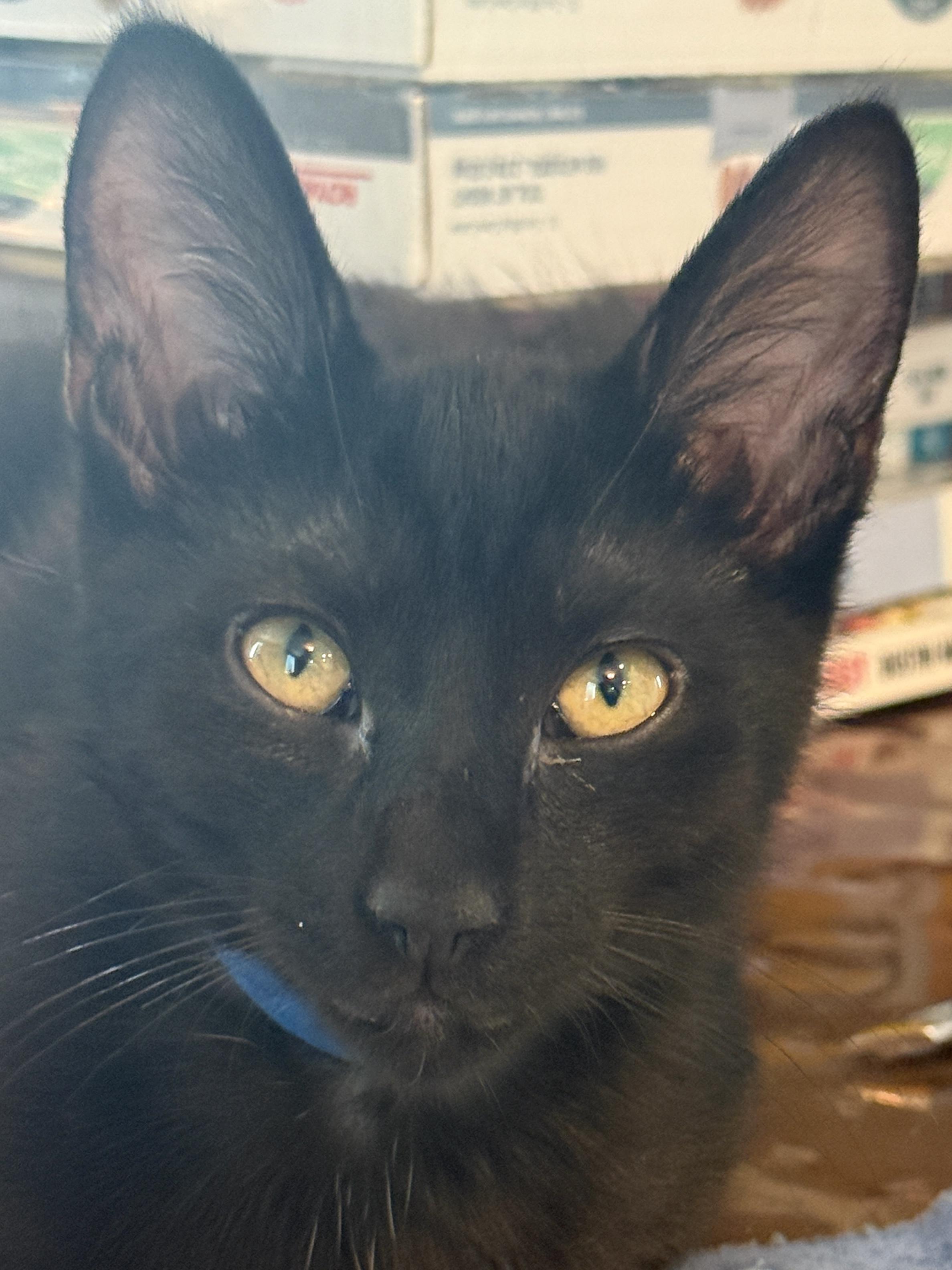 Enlarge Rocket, a Adopted Domestic Short Hair in Renton, WA image 3/4
