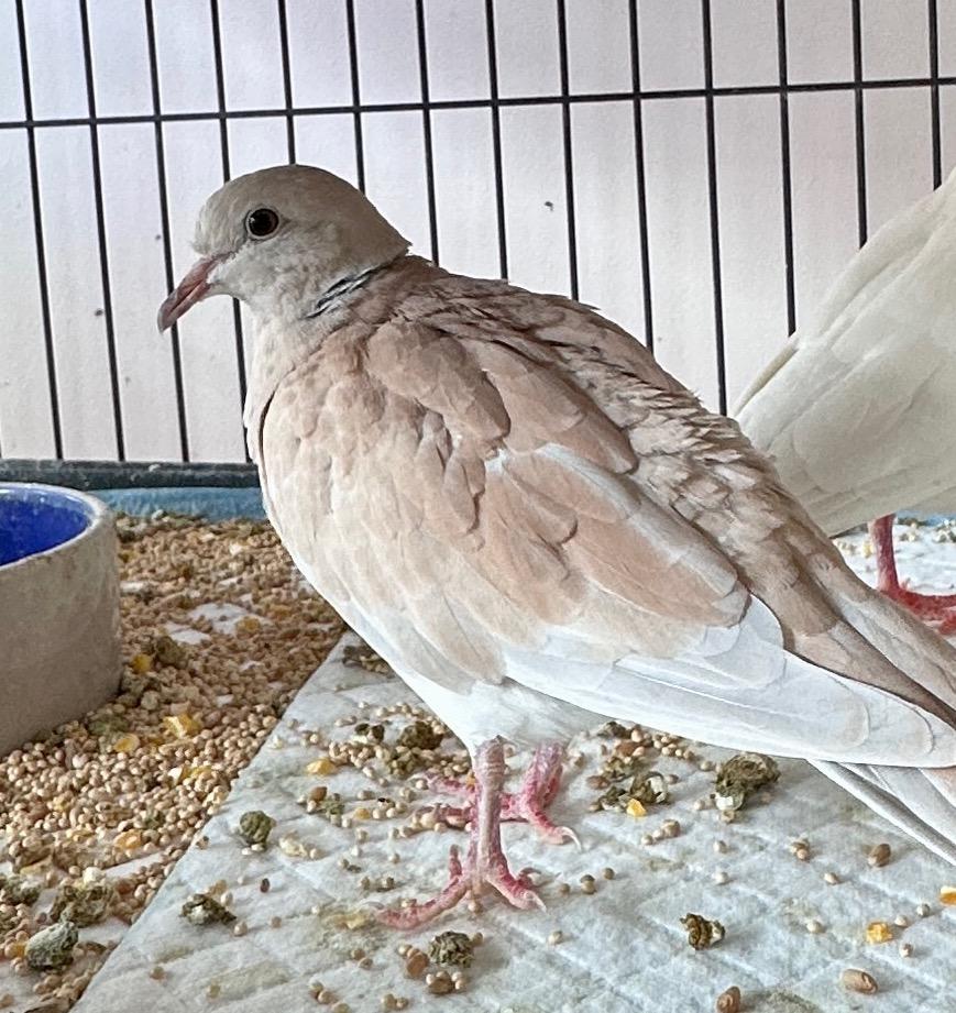 Foxy, Adopted, Baby Male Dove.