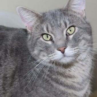 Enlarge Zeke, an adopted Tabby in Minneapolis, MN image 3/3