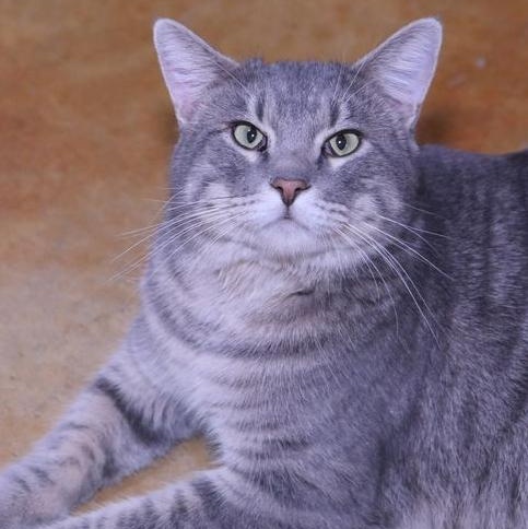 Zeke, adopted, Adult Male Tabby.