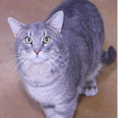 Enlarge Zeke, an adopted Tabby in Minneapolis, MN image 2/3