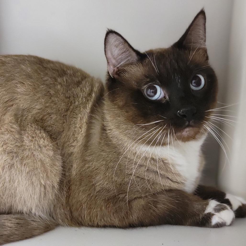Desmond, Adoptable, Adult Male Domestic Short Hair & Siamese.