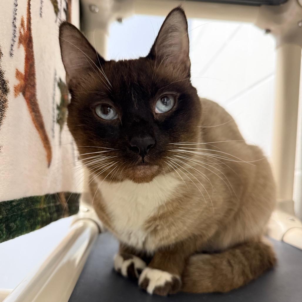 Enlarge Desmond, a Adoptable mixed breed in Sarasota, FL image 2/6