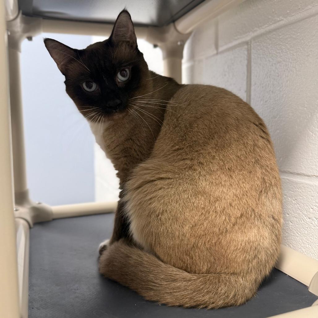 Enlarge Desmond, a Adoptable mixed breed in Sarasota, FL image 3/6