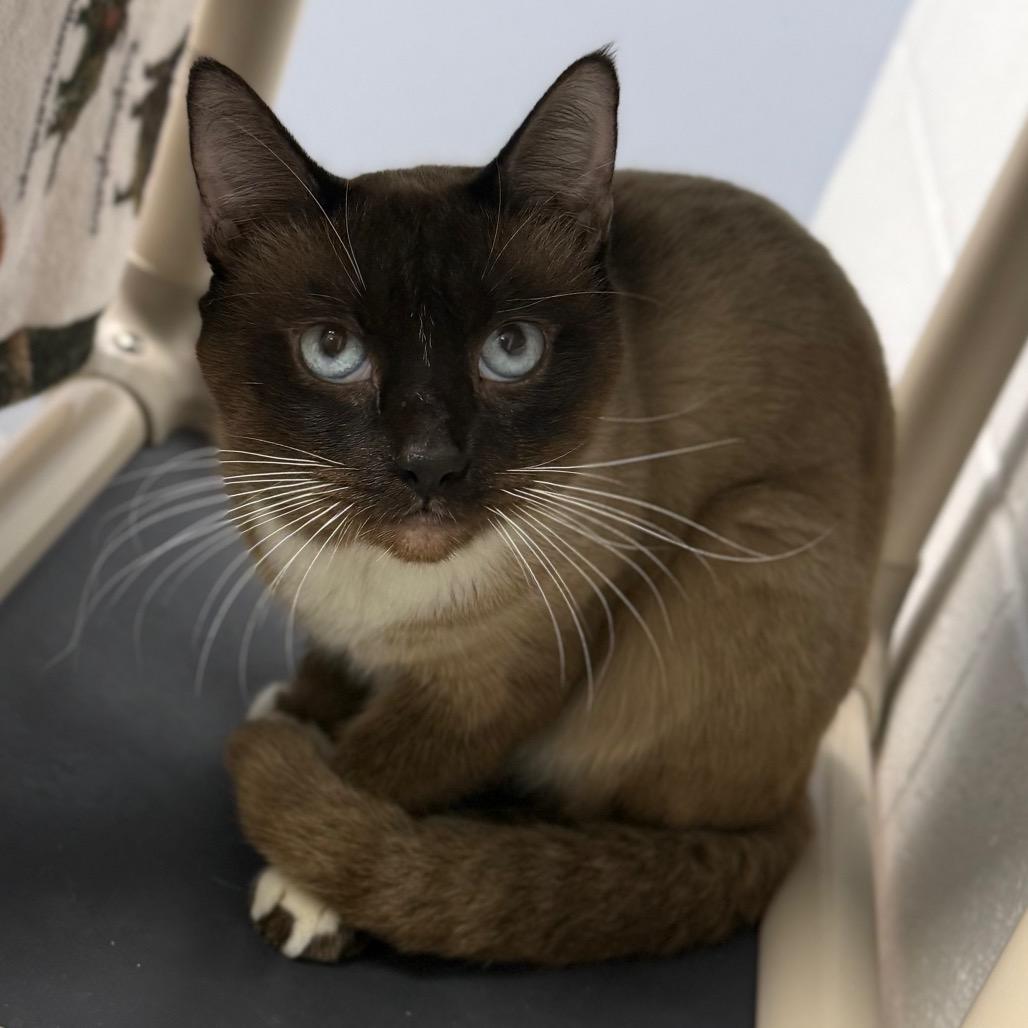 Enlarge Desmond, a Adoptable mixed breed in Sarasota, FL image 4/6