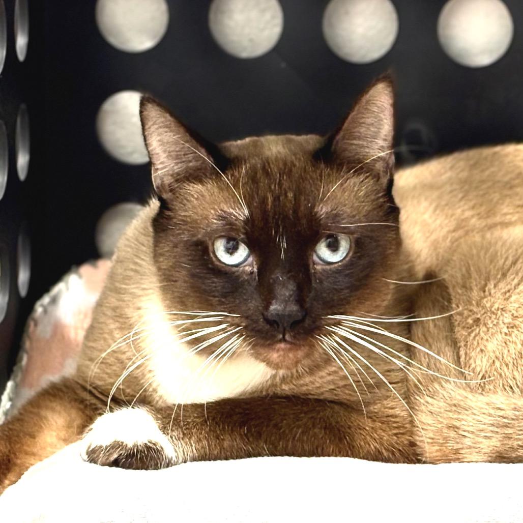 Enlarge Desmond, a Adoptable mixed breed in Sarasota, FL image 5/6