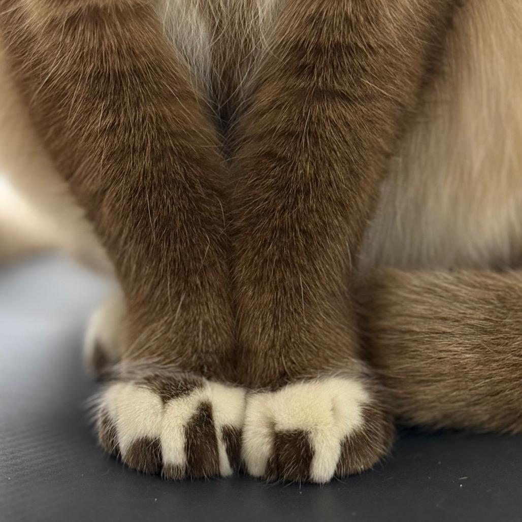 Enlarge Desmond, a Adoptable mixed breed in Sarasota, FL image 6/6