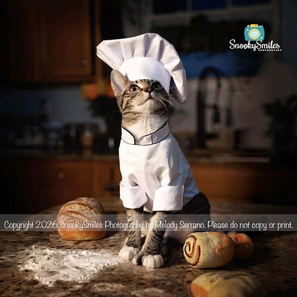 Enlarge Sixpack, a Adoptable mixed breed in Salisbury, NC image 1/6