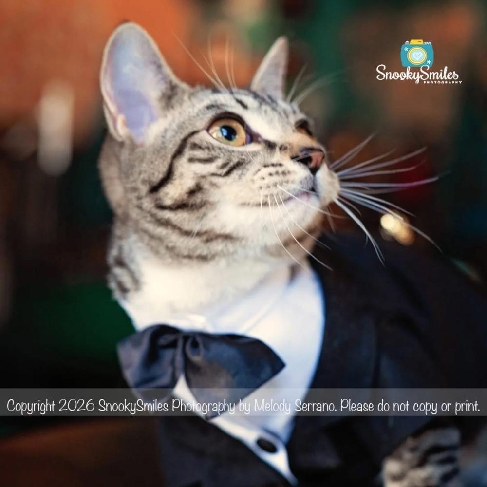 Enlarge Sixpack, a Adoptable mixed breed in Salisbury, NC image 2/6