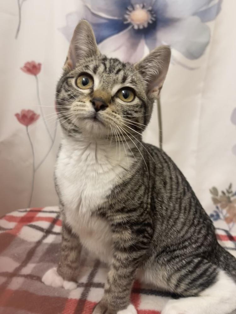 Enlarge Sixpack, a Adoptable mixed breed in Salisbury, NC image 3/6