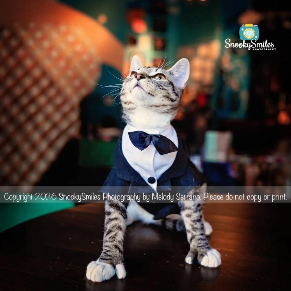 Enlarge Sixpack, a Adoptable mixed breed in Salisbury, NC image 4/6