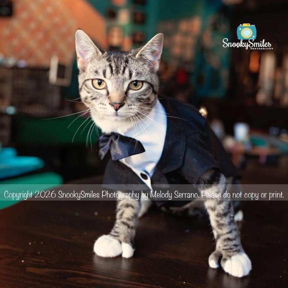 Enlarge Sixpack, a Adoptable mixed breed in Salisbury, NC image 5/6