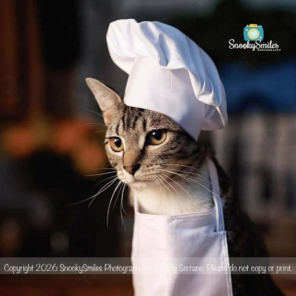 Enlarge Sixpack, a Adoptable mixed breed in Salisbury, NC image 6/6